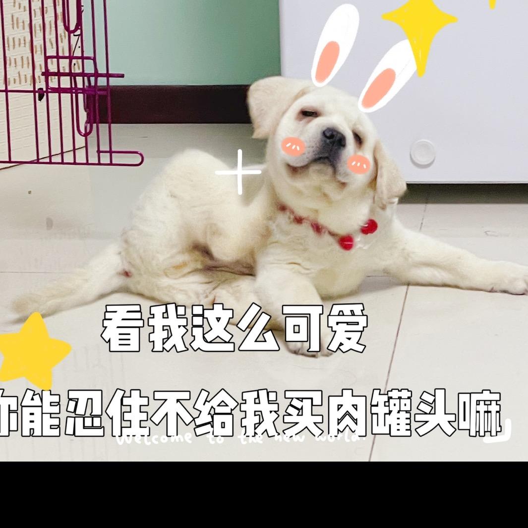 可爱的丸子🍡呀