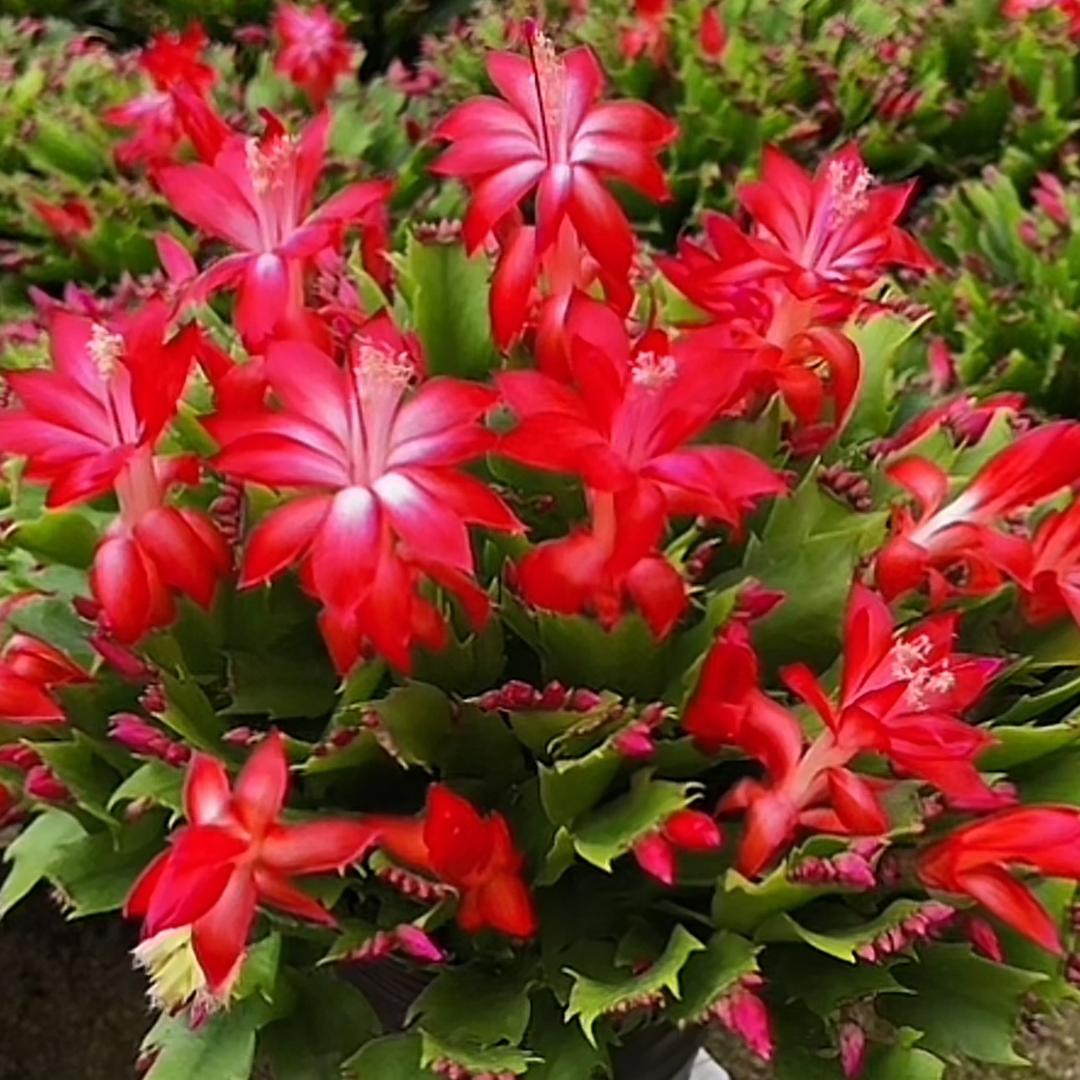 精选花卉基地