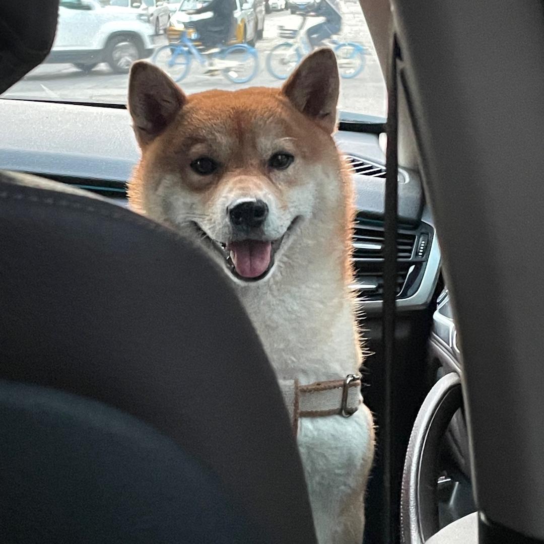 不知名小柴