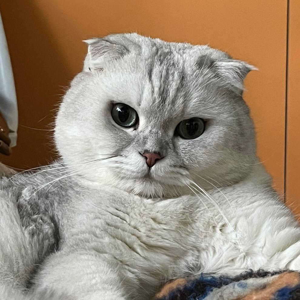 💰钱方高能🐱🐶双全
