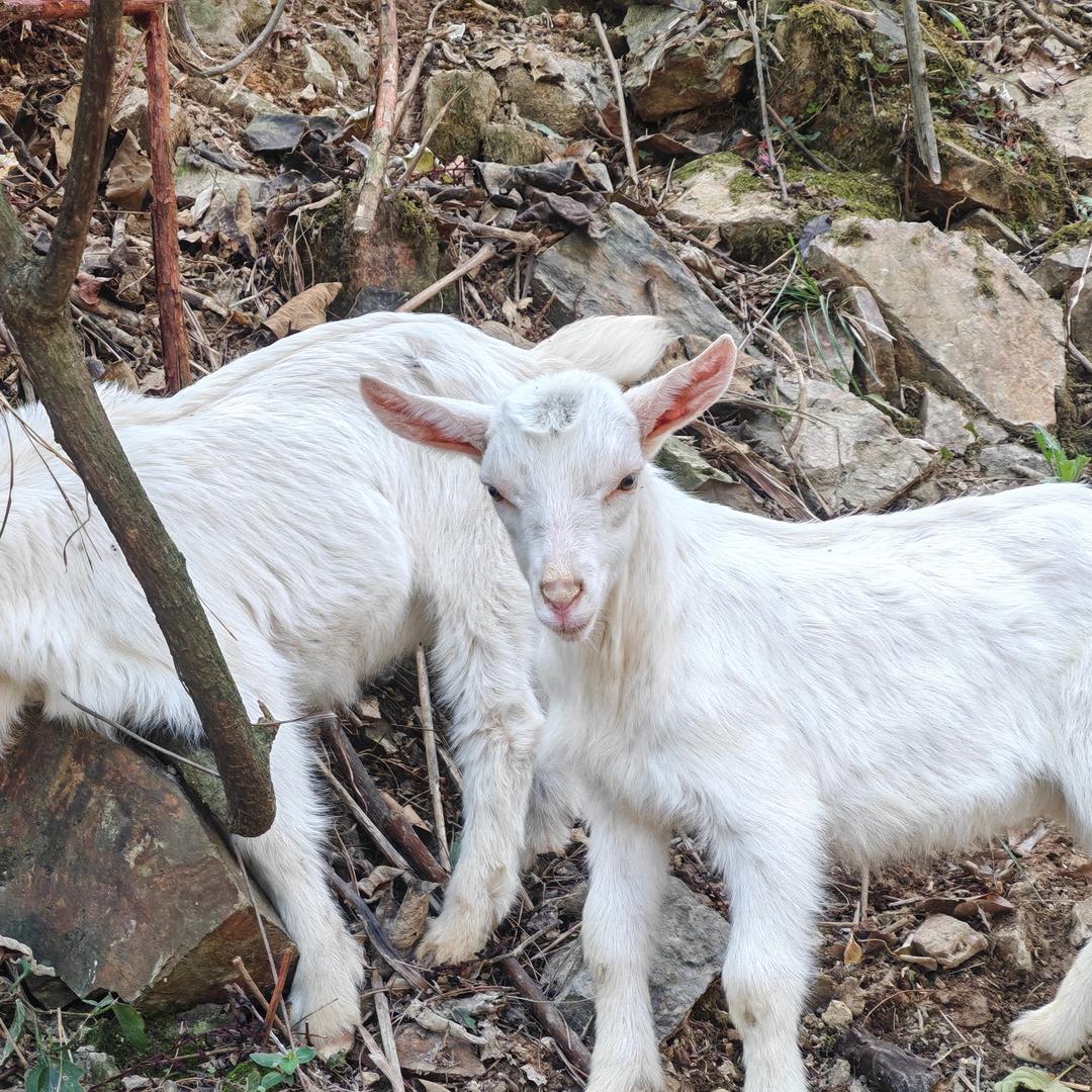 宠物健康羊奶站