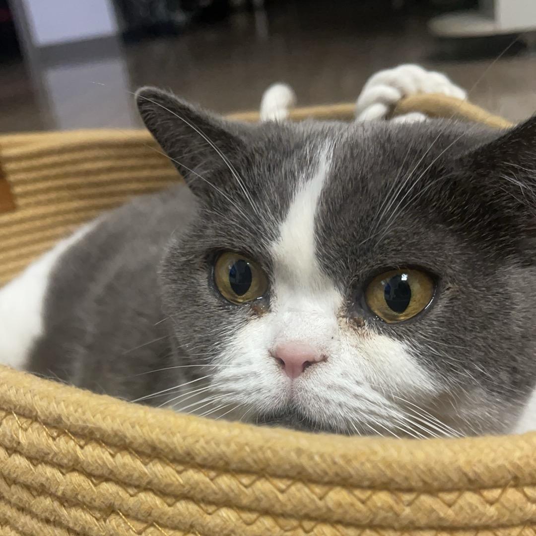 猫咪在DD显眼包