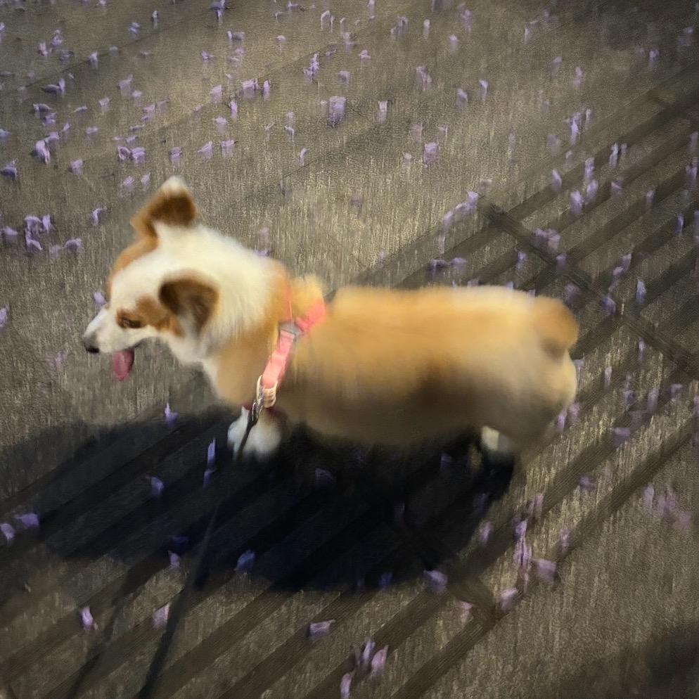 只干饭的火鸡