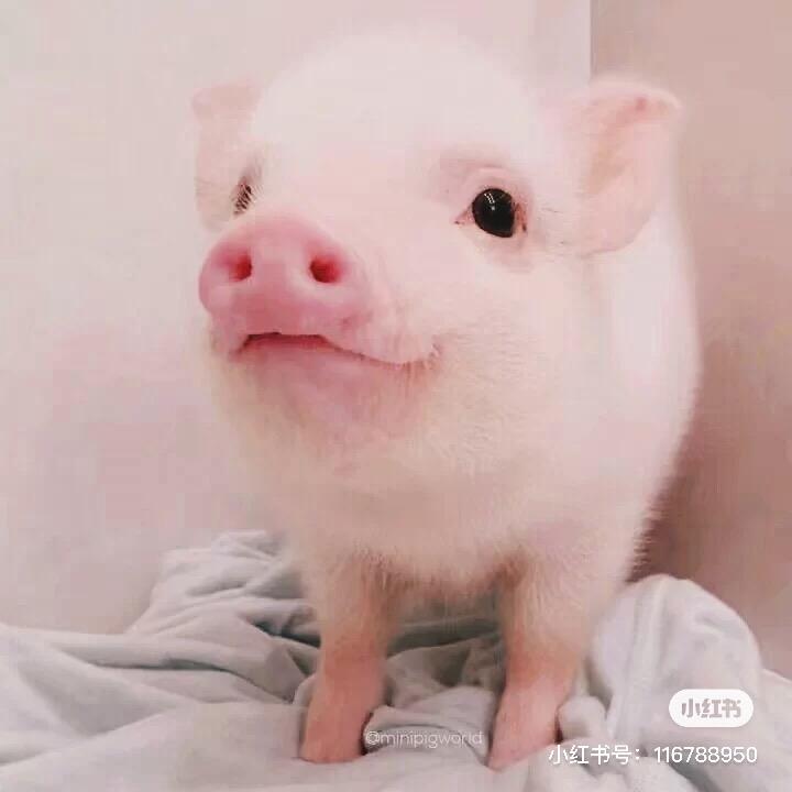 晓东牧业
