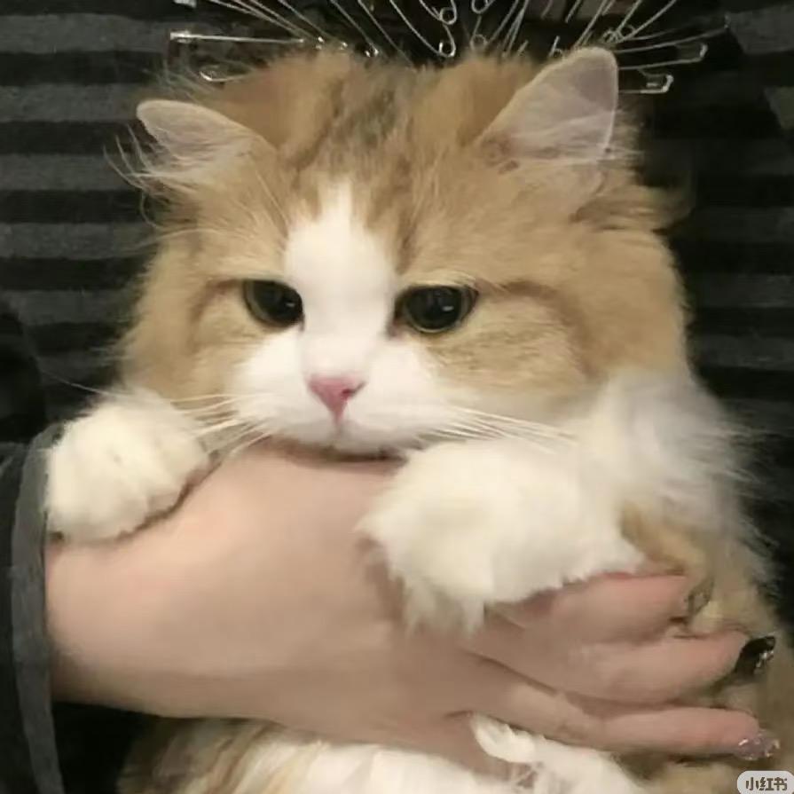 QIN秦川（流量消失版）