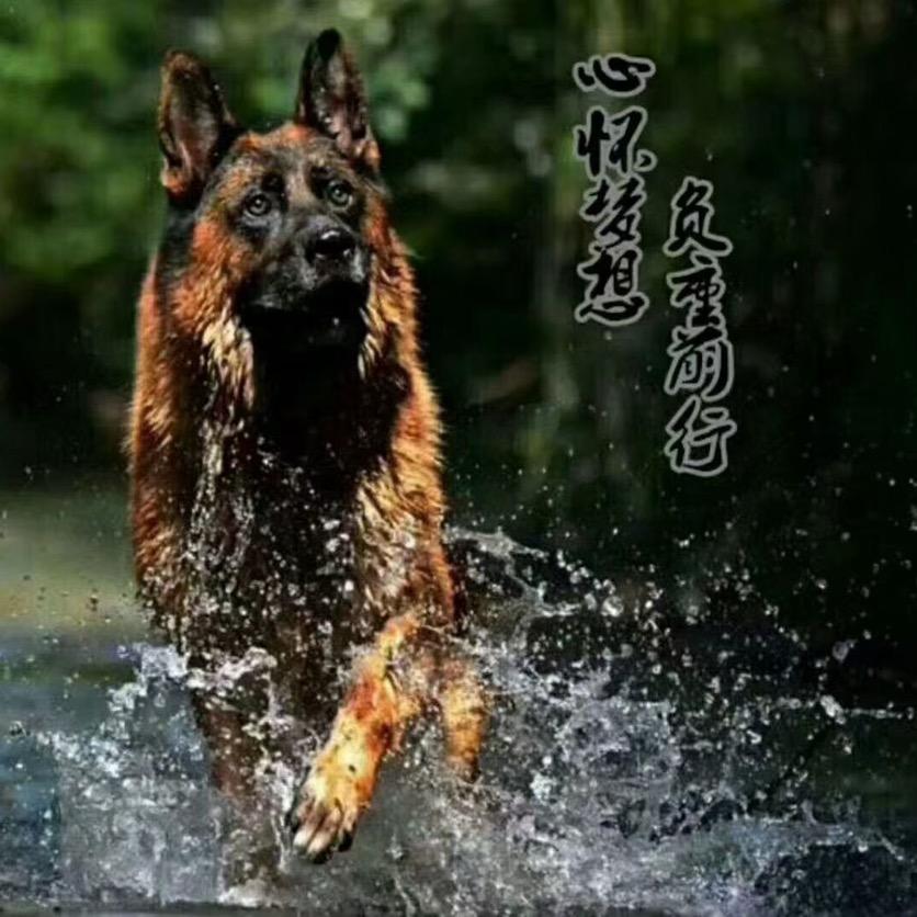 CSV-春天李