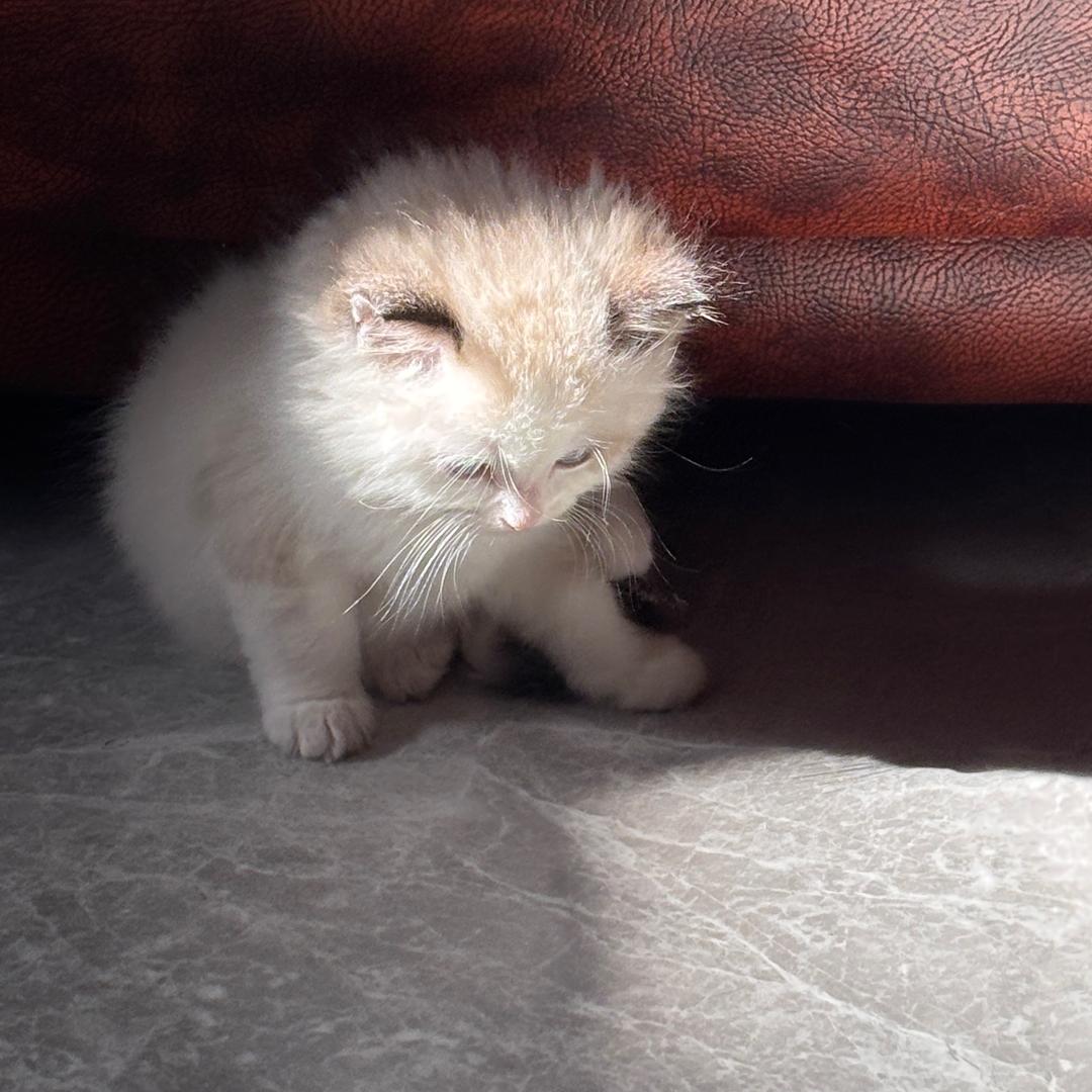 am.（见过时团版）