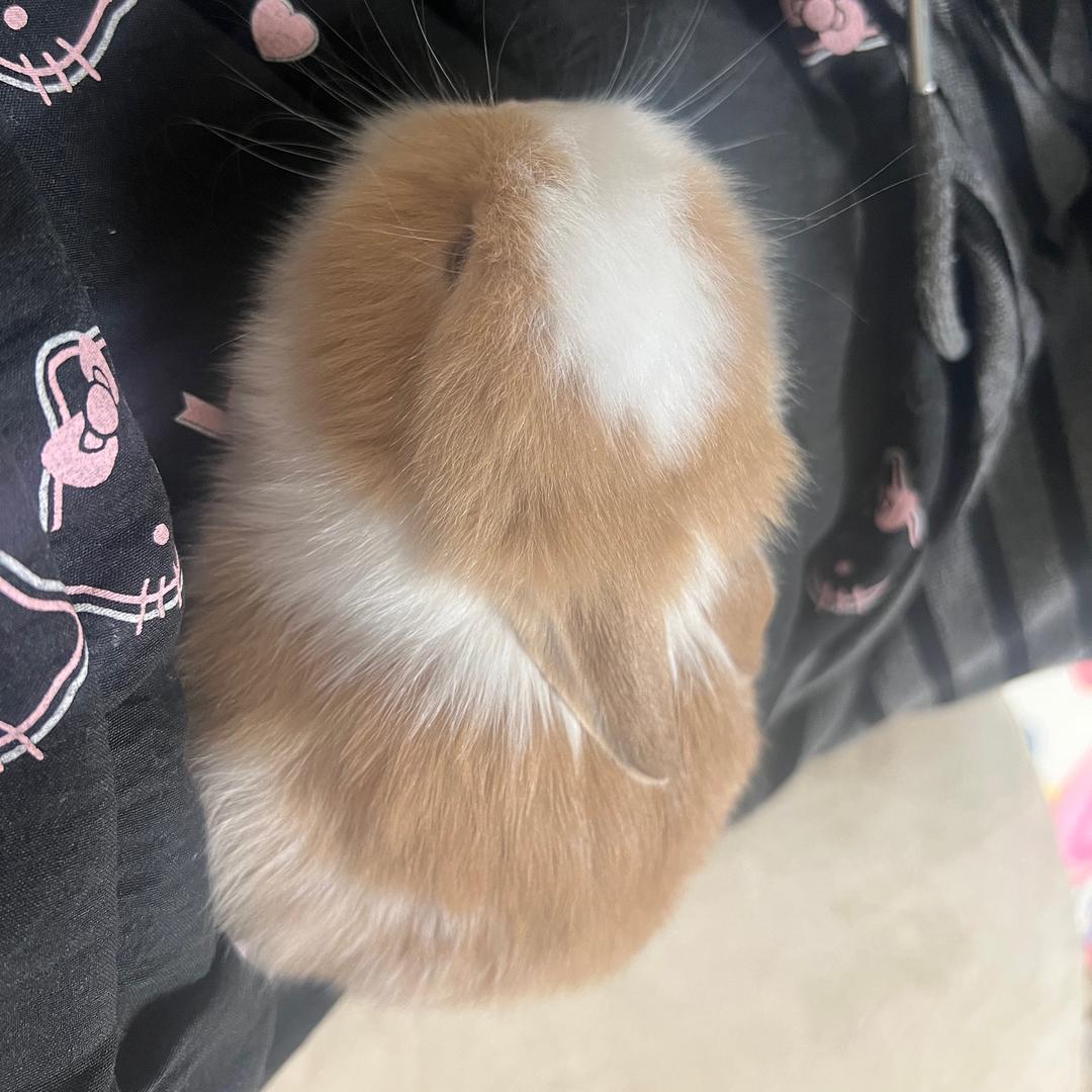 麻辣兔头。