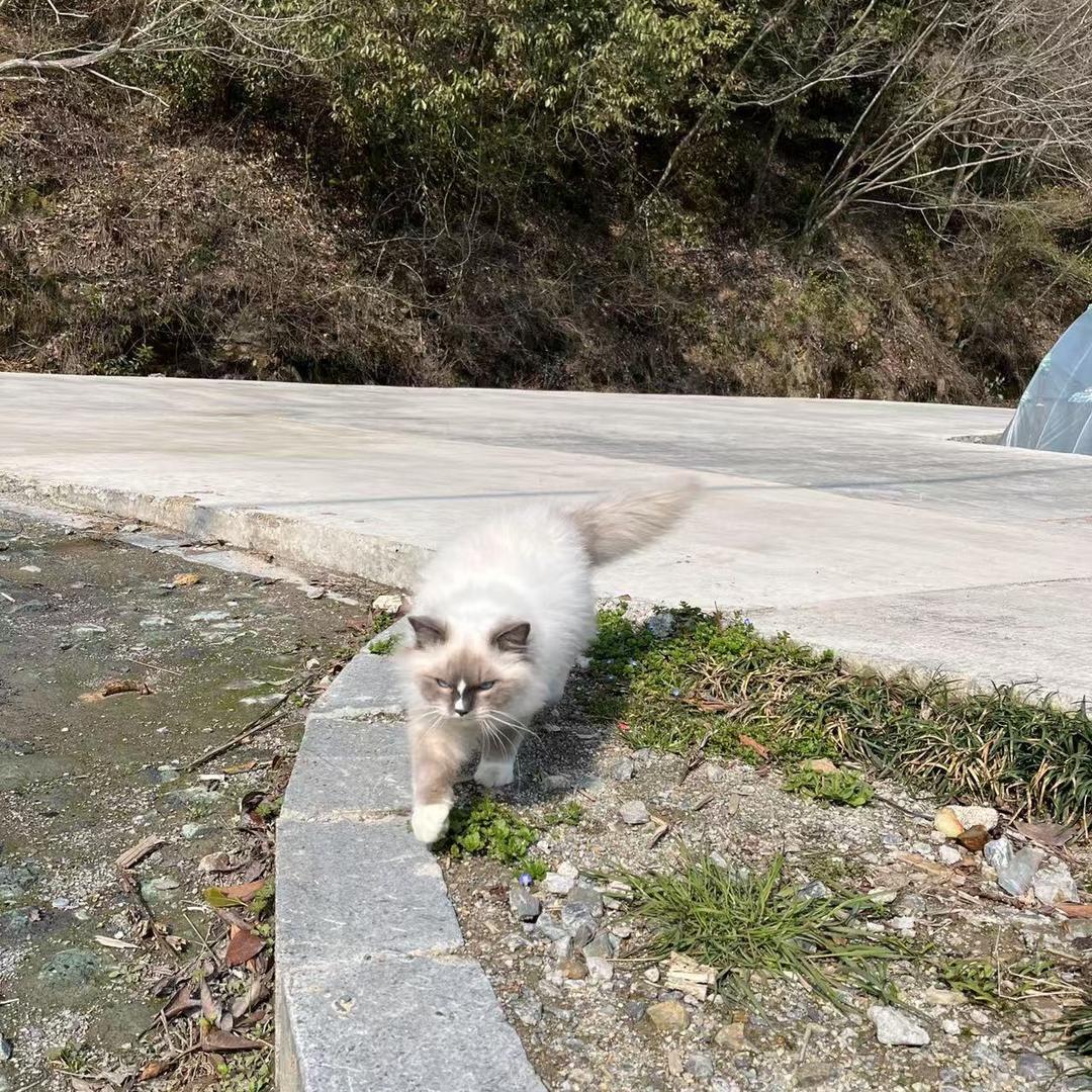 一只在农村的布偶