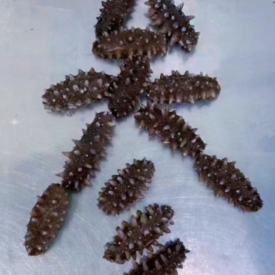 海参弟
