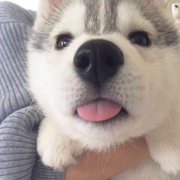吃不吃饼饼