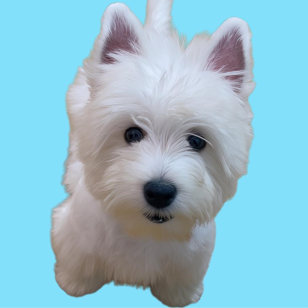 脏脏猪猪小丸子