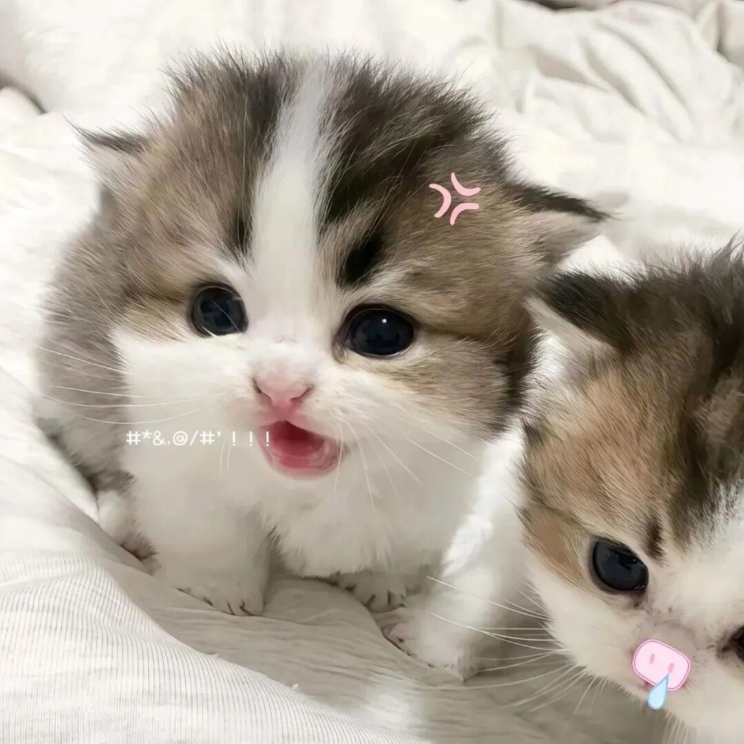 麦当当大王