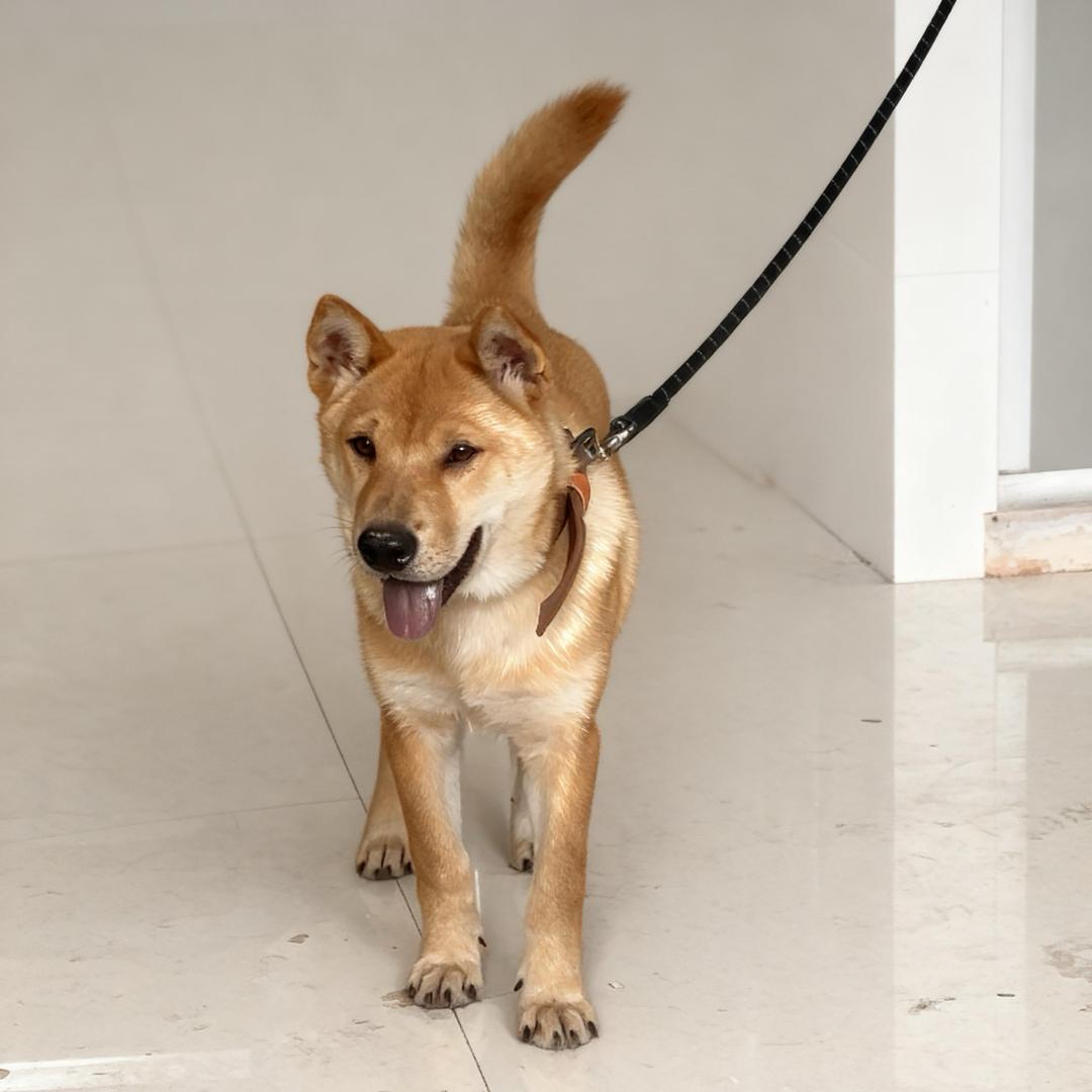 旺财 来财的日常