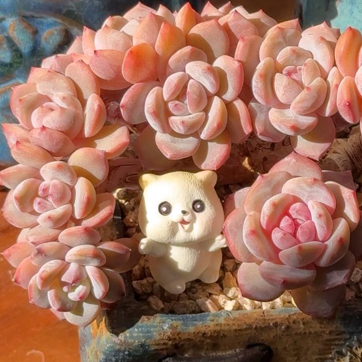 小楠的多肉（直播版）