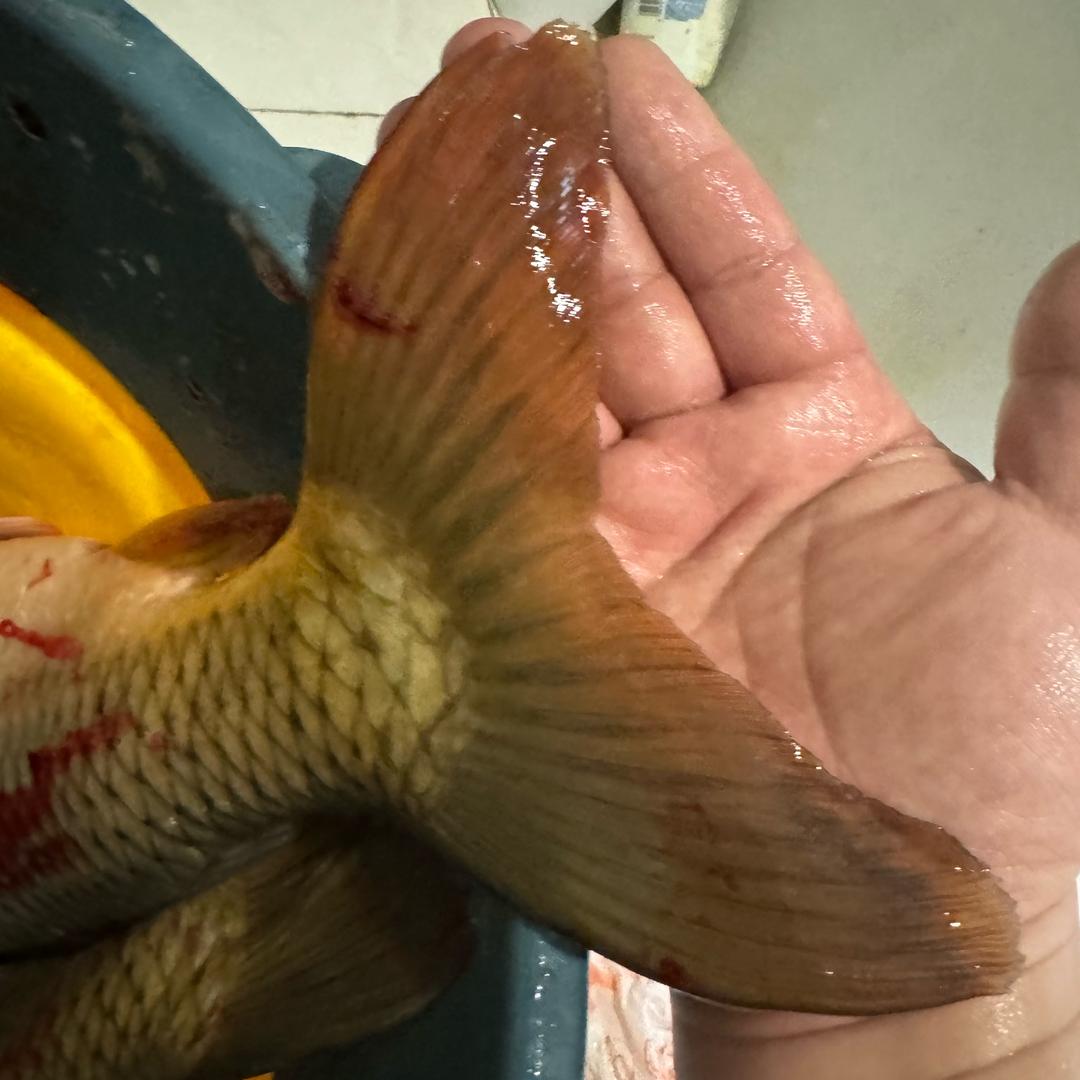 鱼与娱🎣