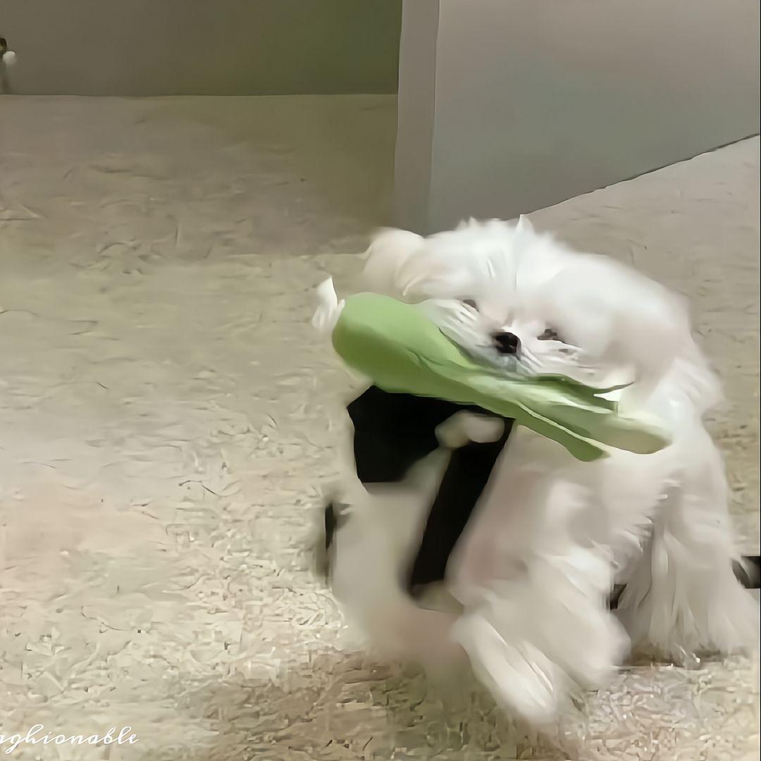 大麦