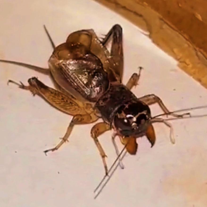 河南大迪🦗野生蛐蛐