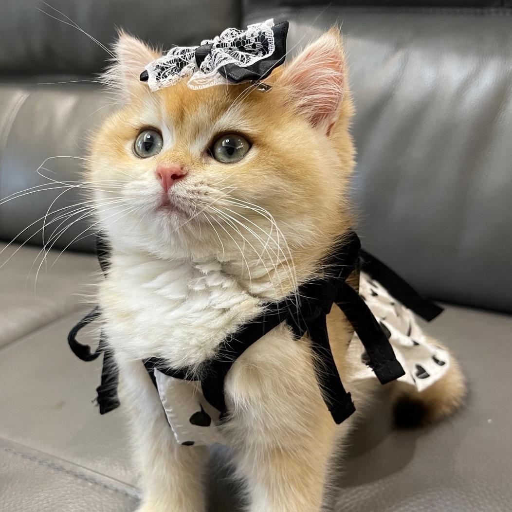 程咬金是只猫