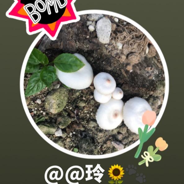 @玲🌻🐾