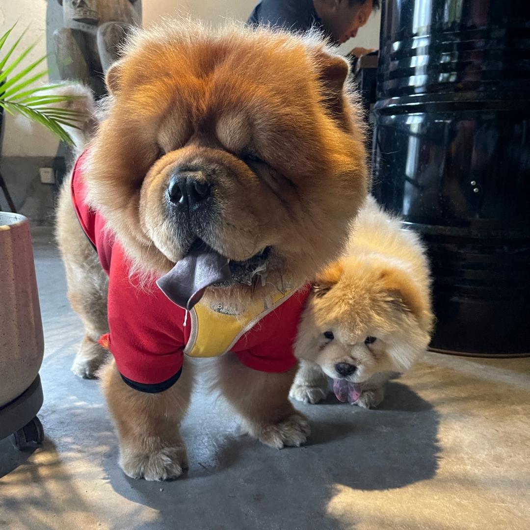 松狮大狮松