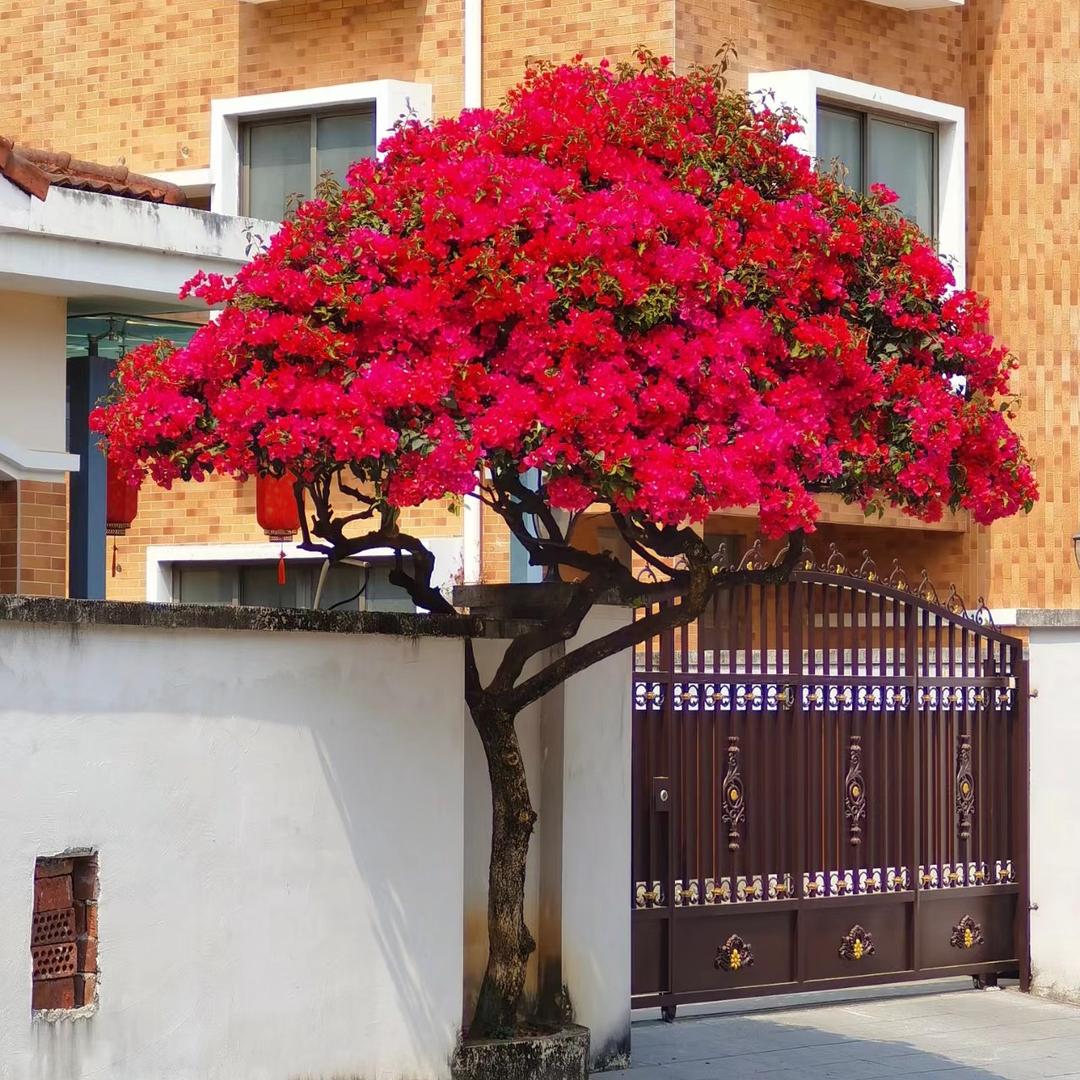 彩运花卉三角梅