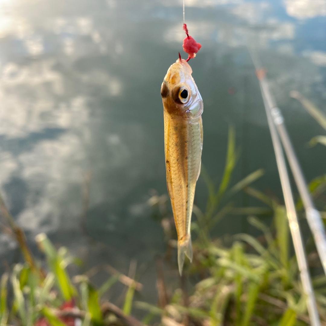 小明钓鱼技巧🎣
