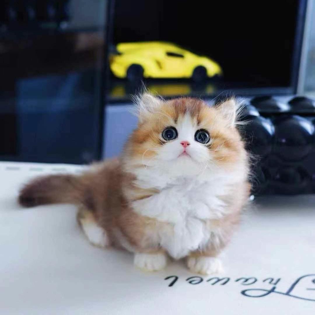 大黄家的矮脚猫（卖猫版）