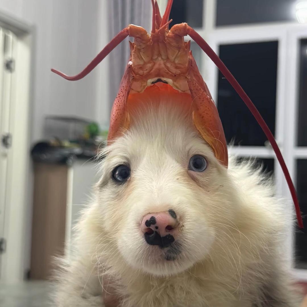 我是一只狗龙虾