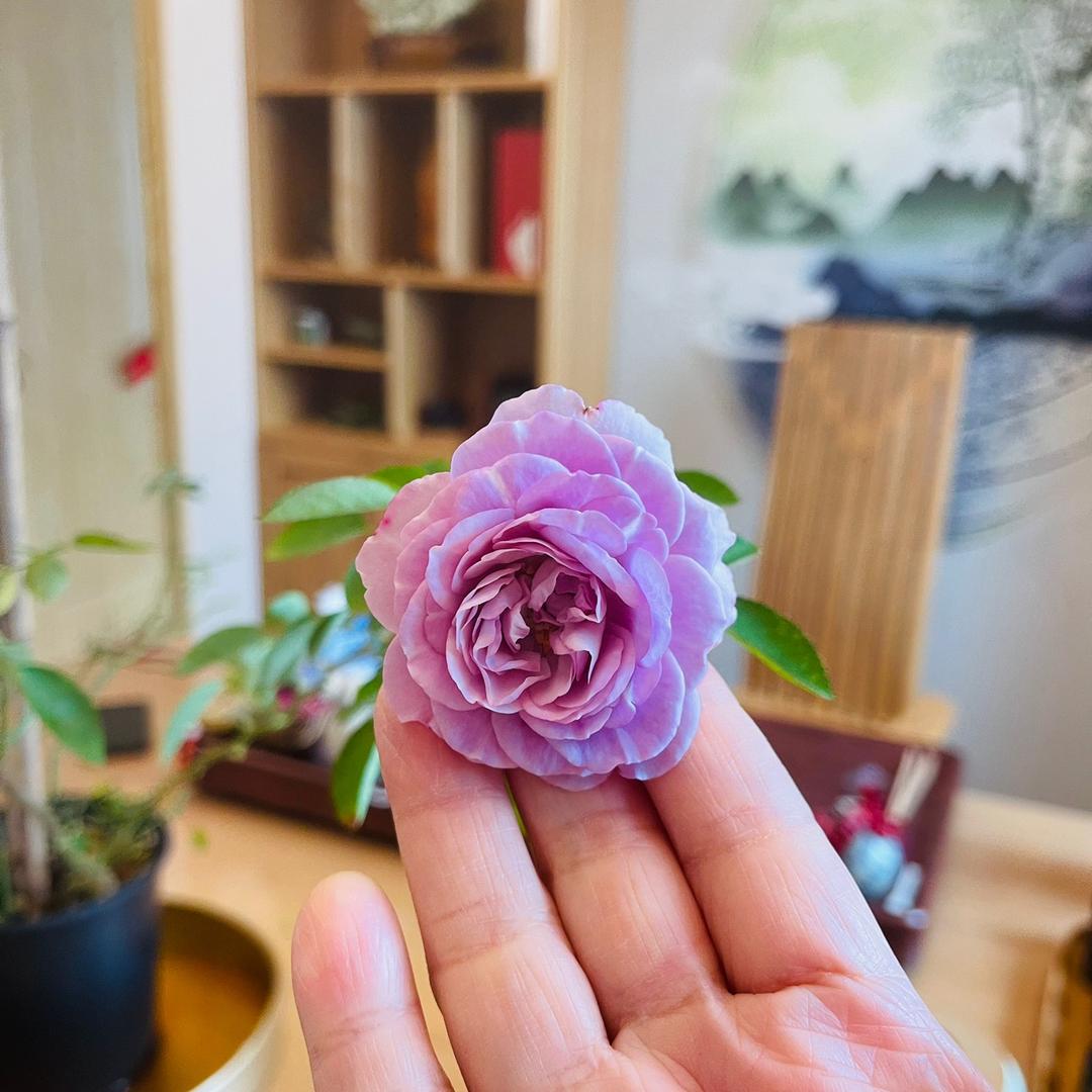 吴欣泽