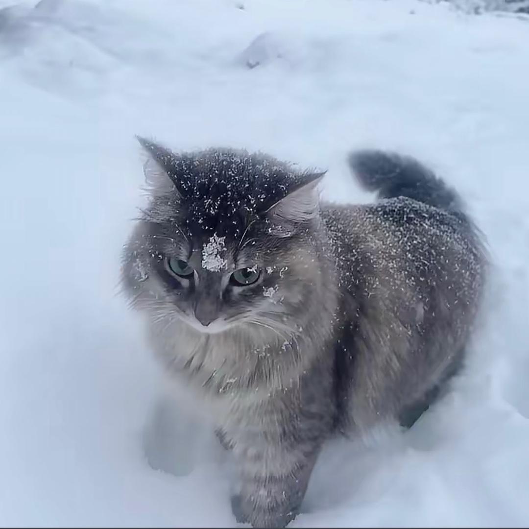 梨