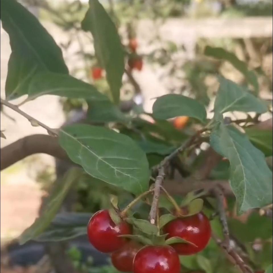 天台绿茵园艺