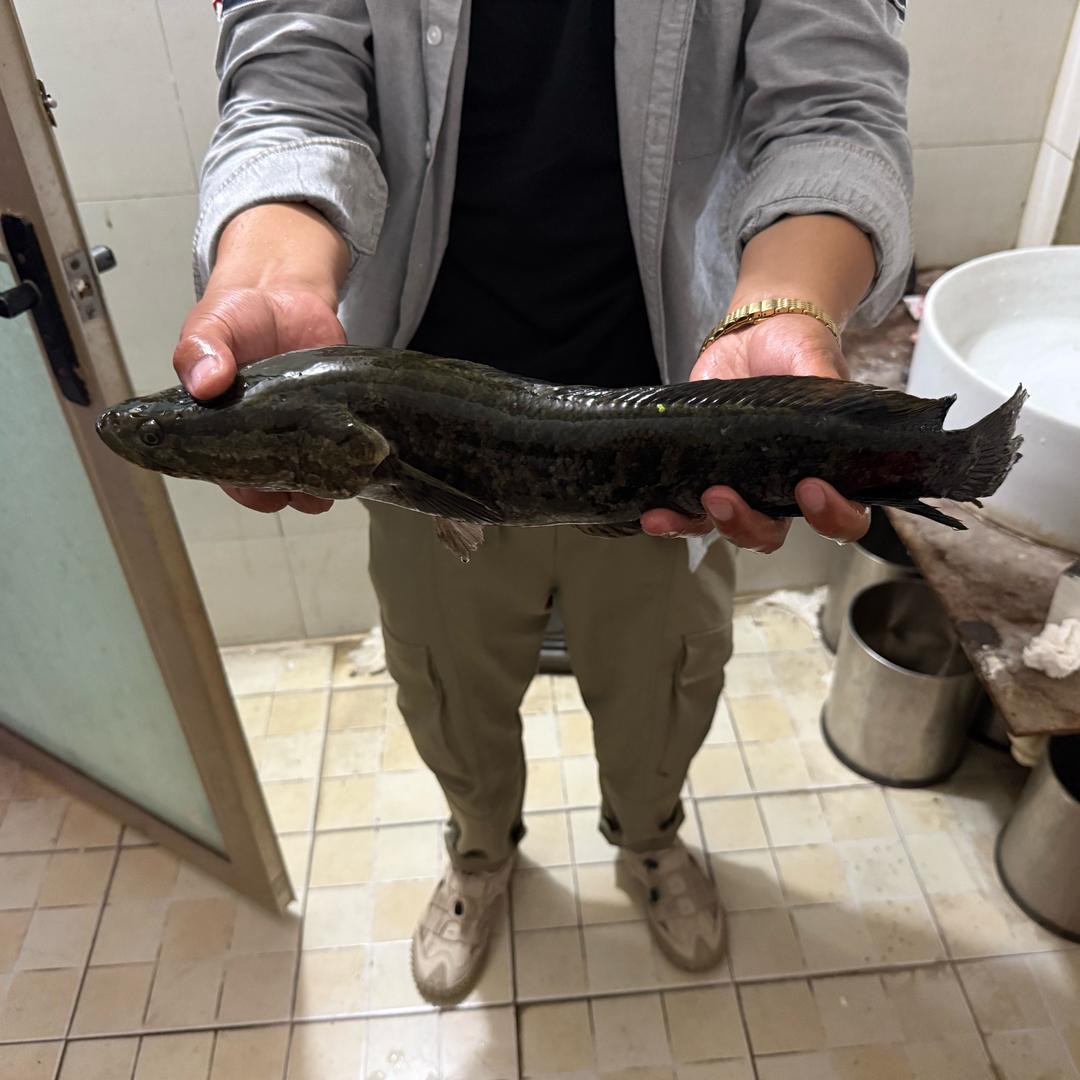 阿边路亚（台钓版本）