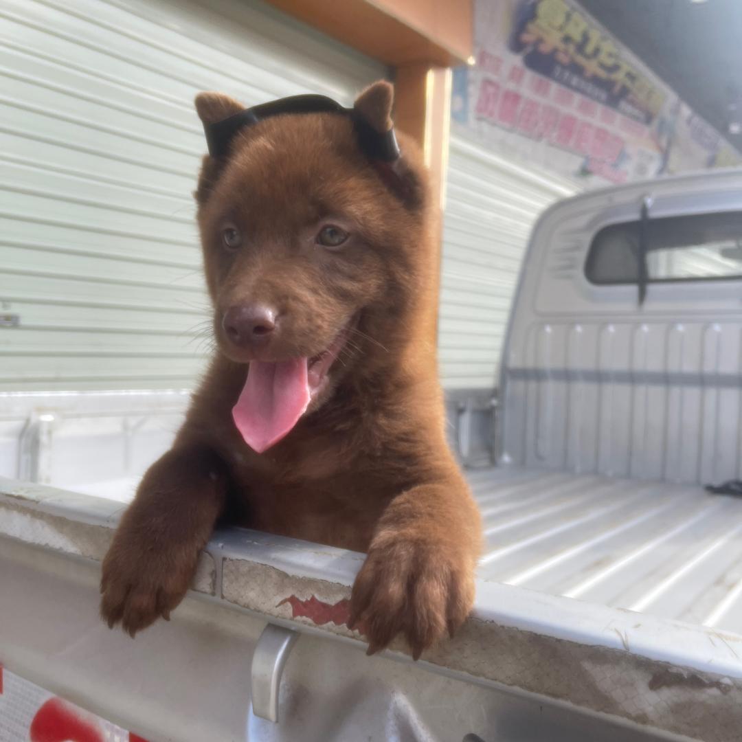 广西玉林老表志哥田园犬（代淘）