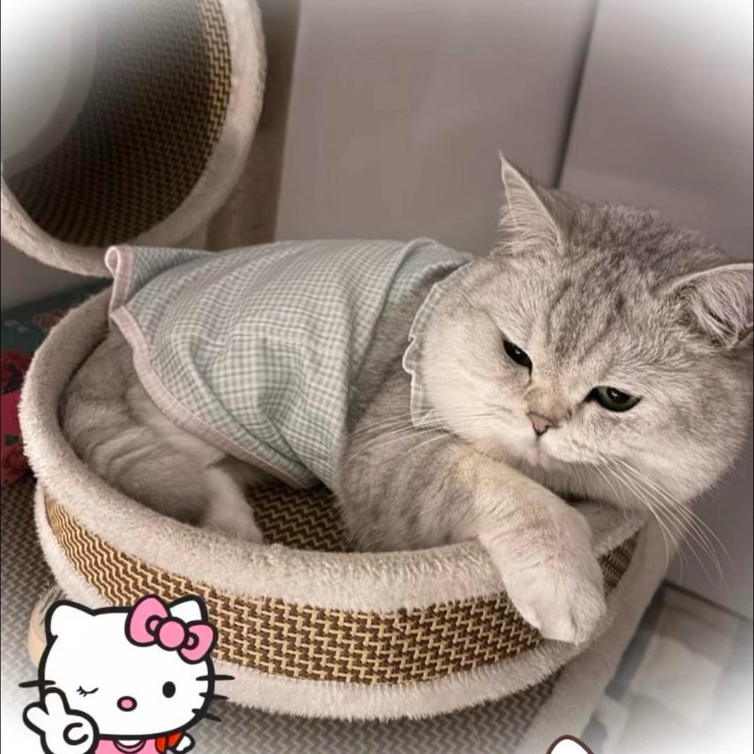 章鱼小丸子