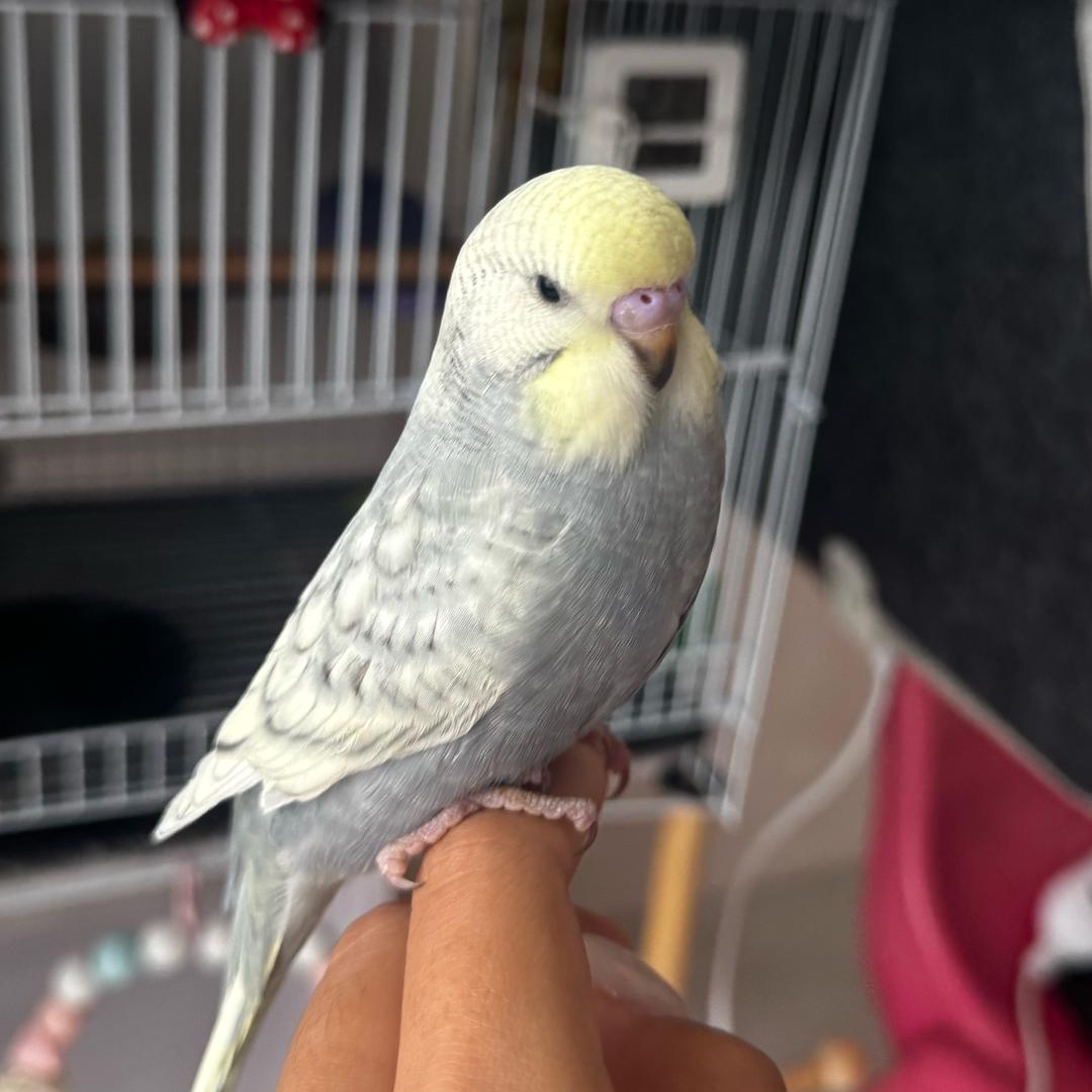 Sunny