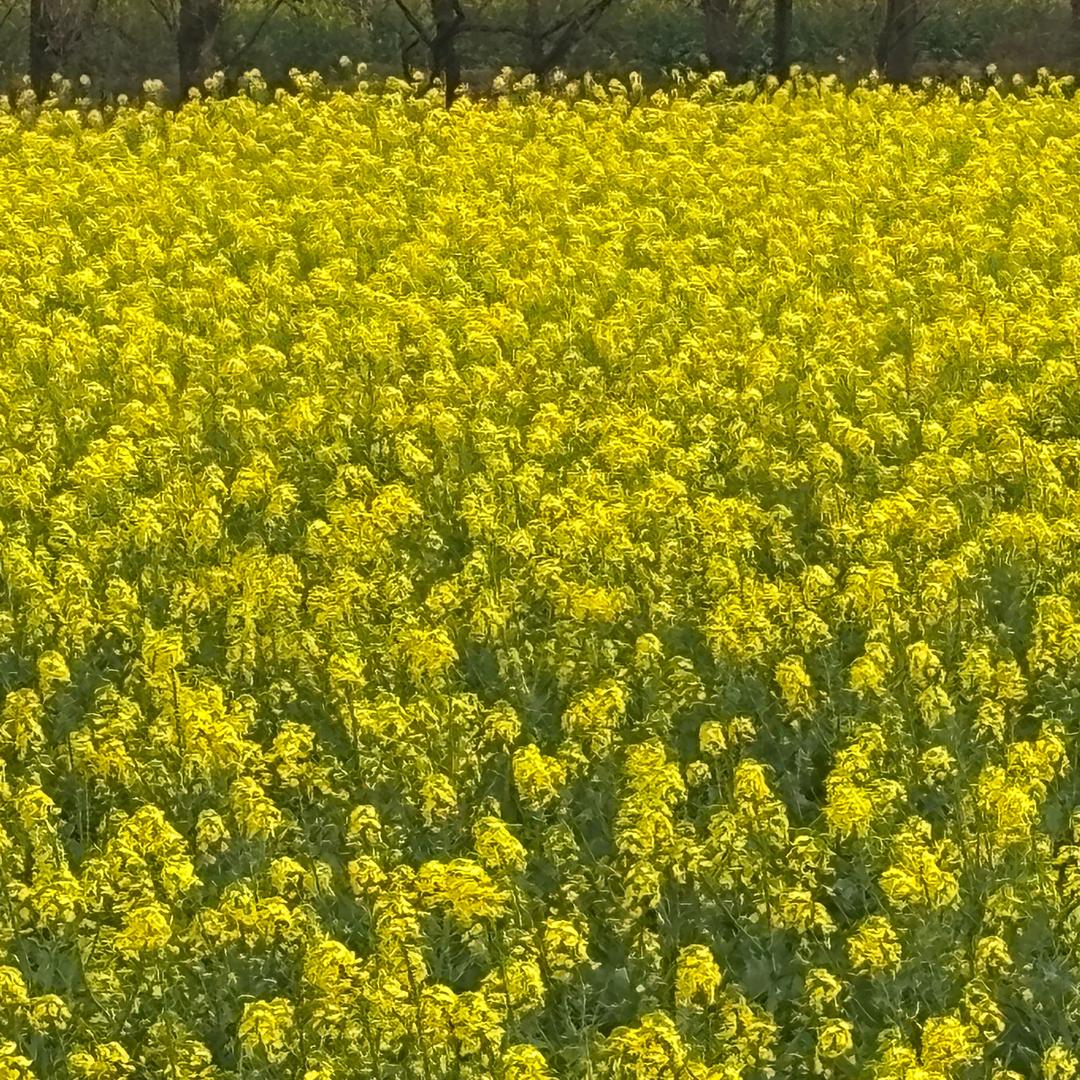 ¥¥¥¥¥@🏵️