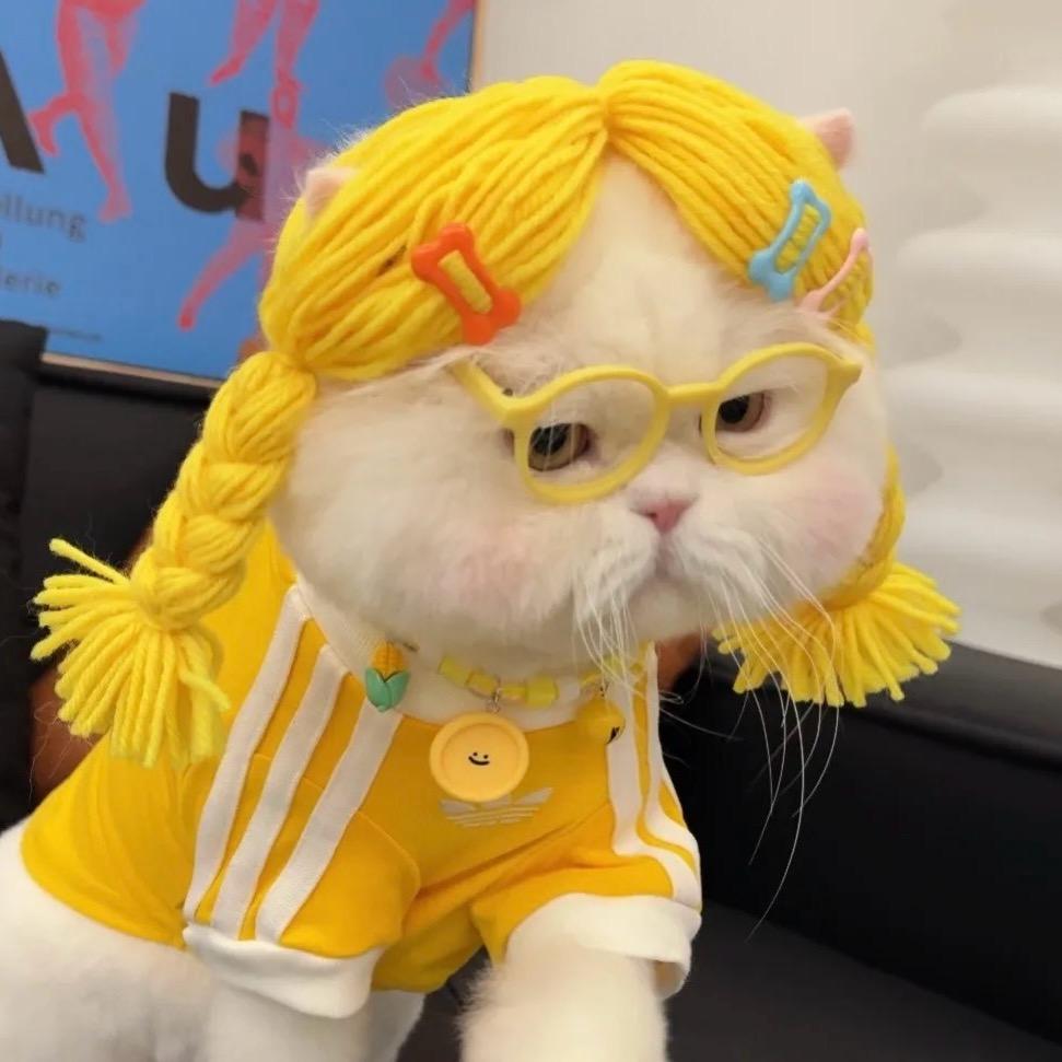 炎夏猫