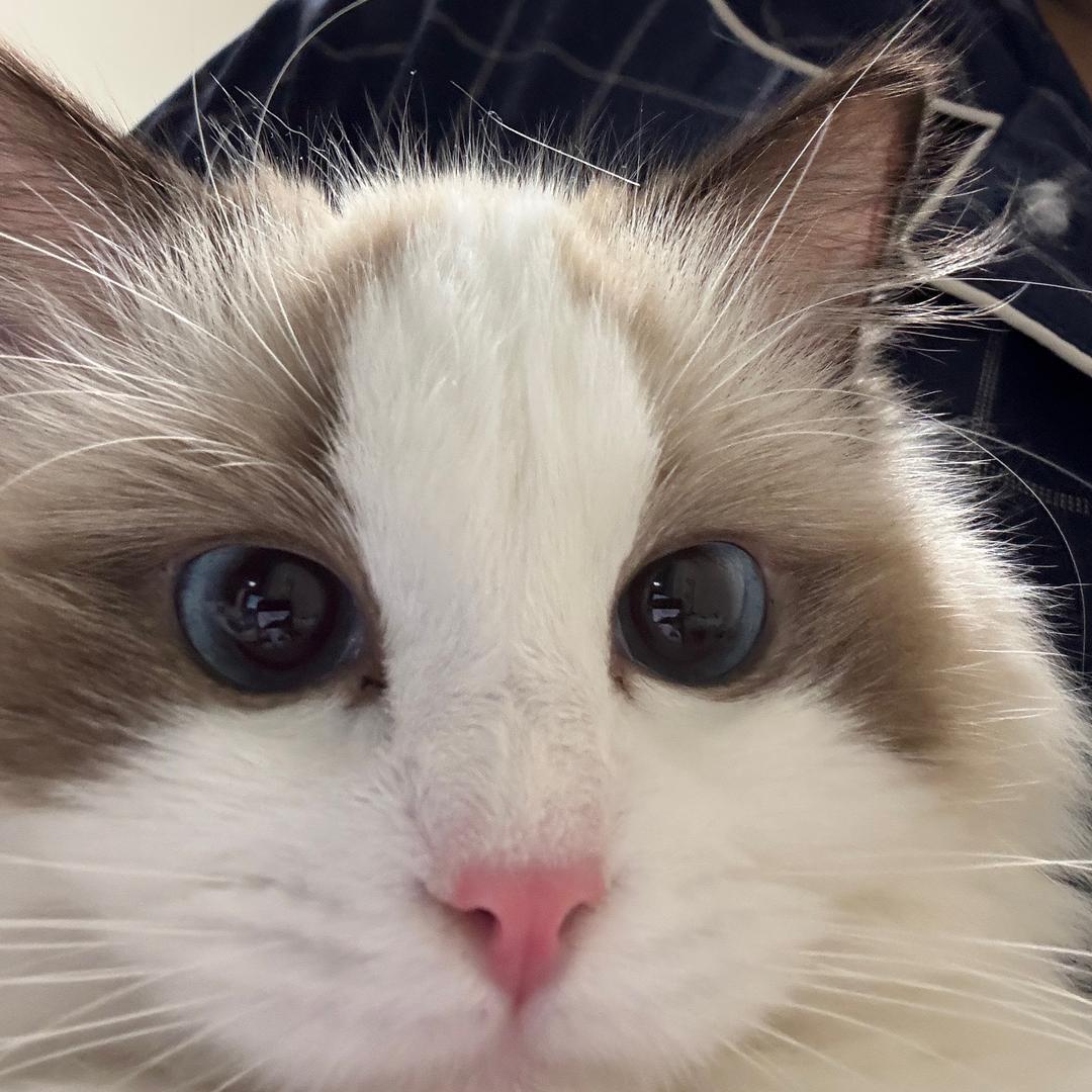 小蜡逼