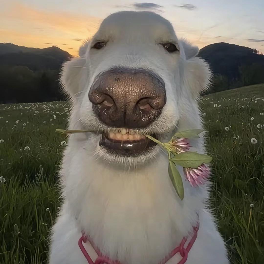 小小马