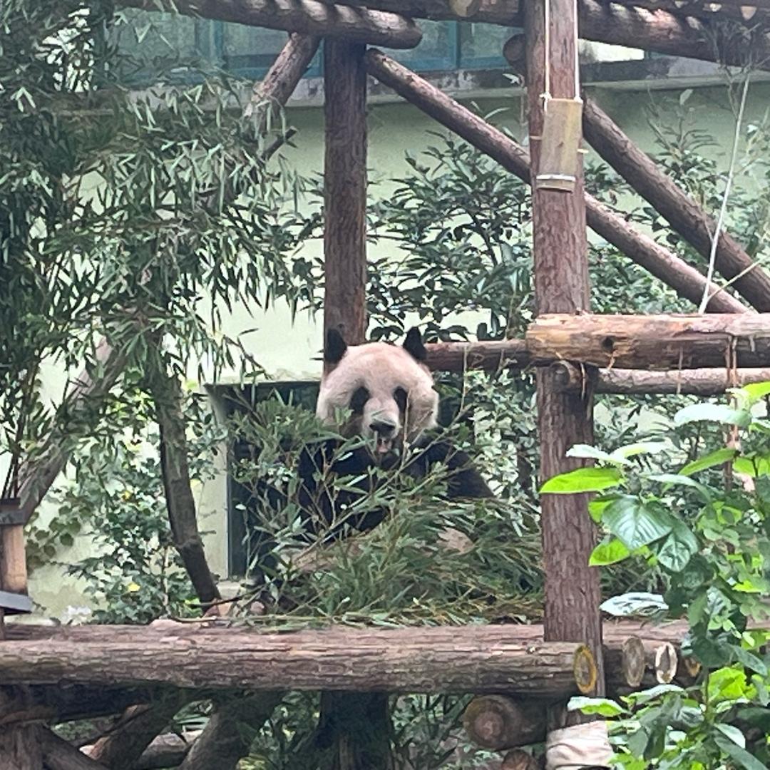 舞钢阿豪
