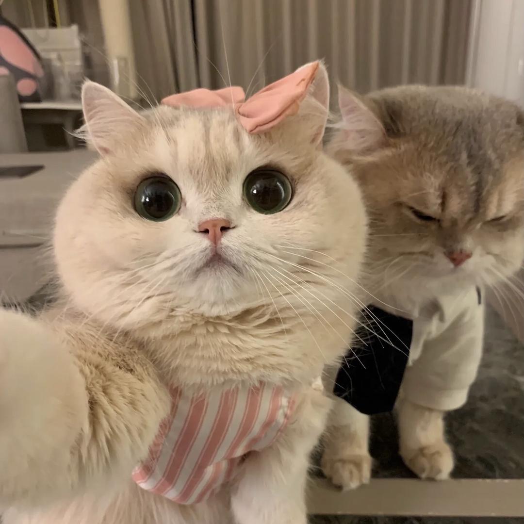 咪喏宠物用品店