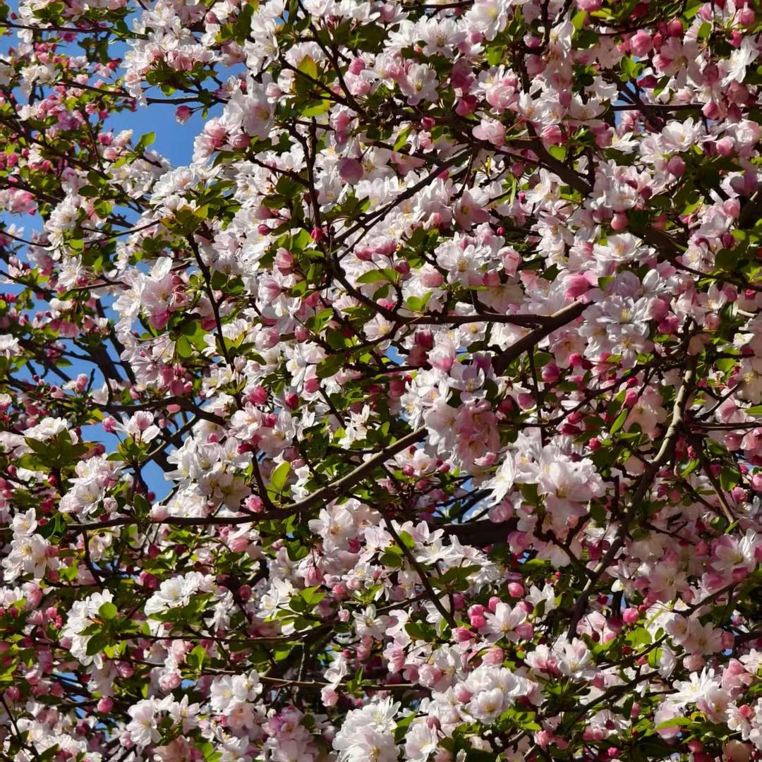 七里（明日之后）