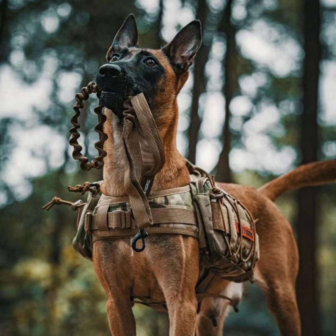 马犬之家