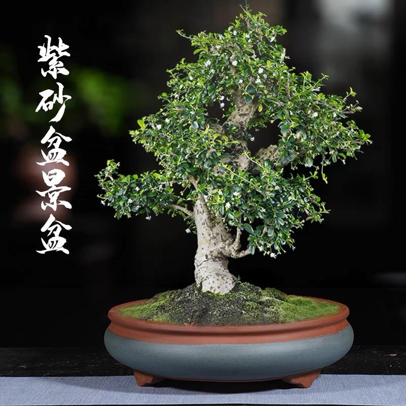 宜悠紫砂