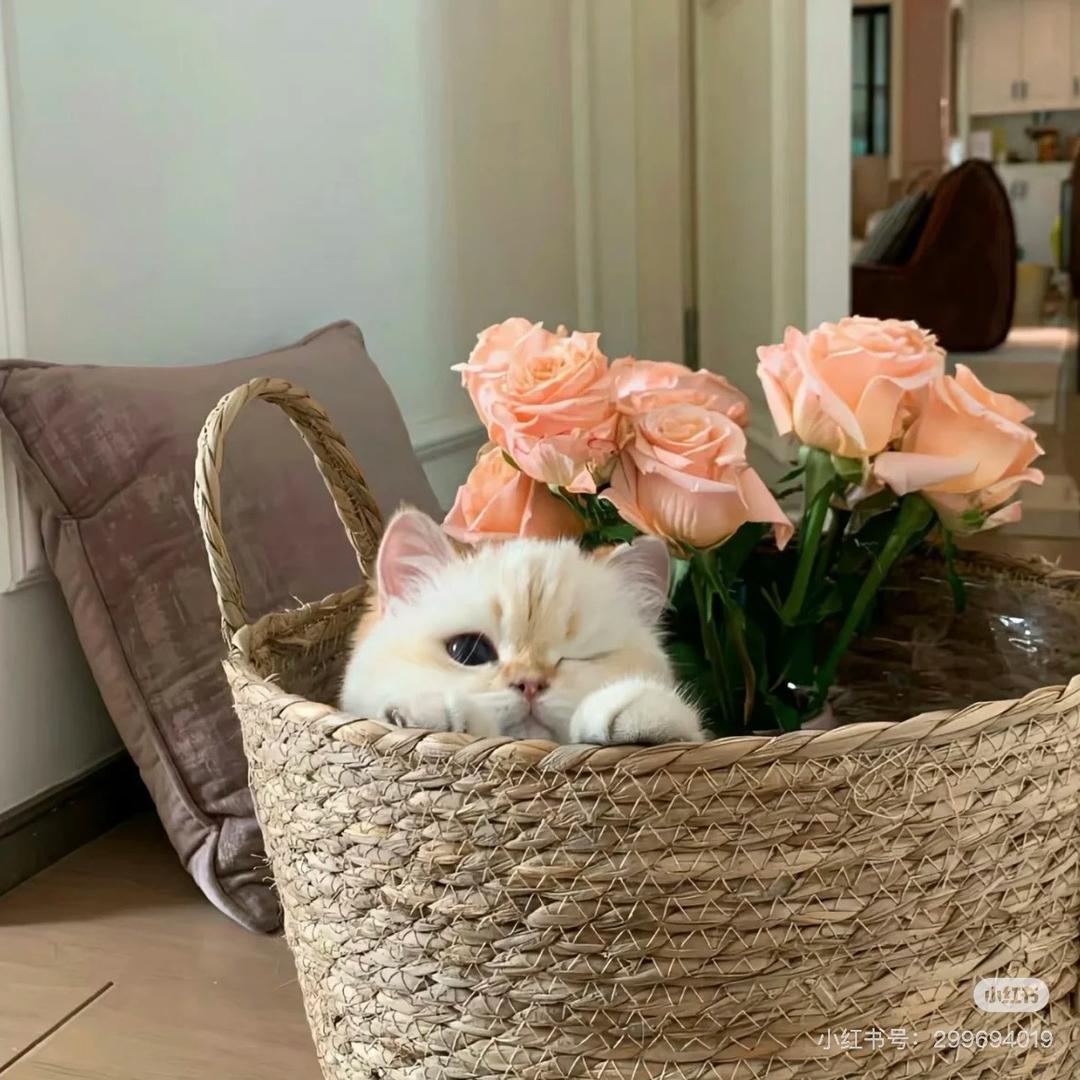 Yuumi的装修日记