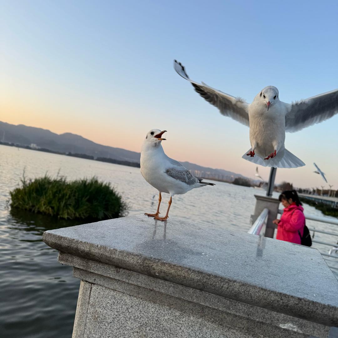 ღ: ꦿ꯭㜂💞孞꧔ꦿ᭄