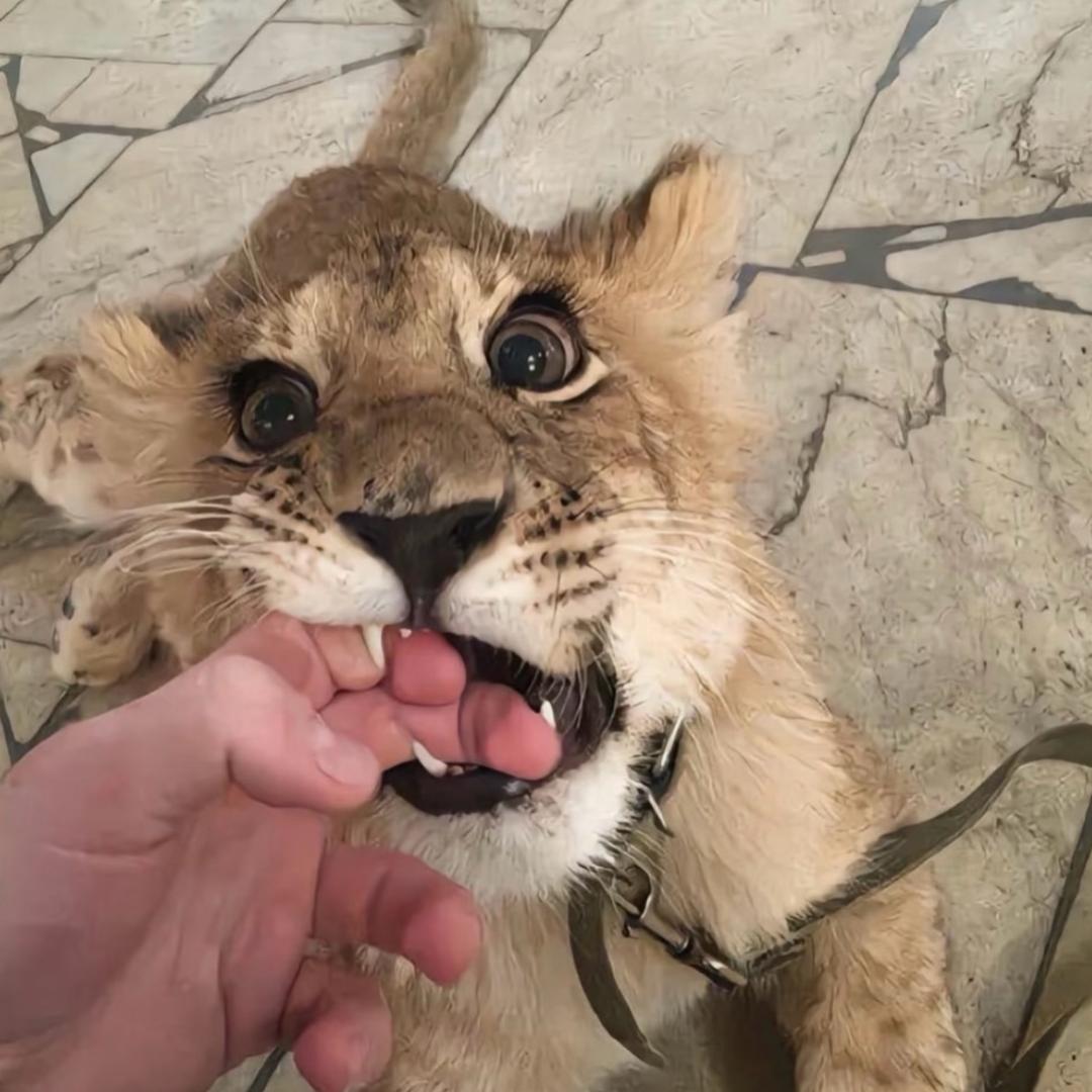 狂扇哑巴嘴猛踹瘸子腿