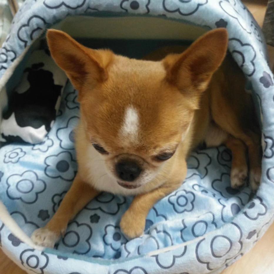 犯困的小豆苗