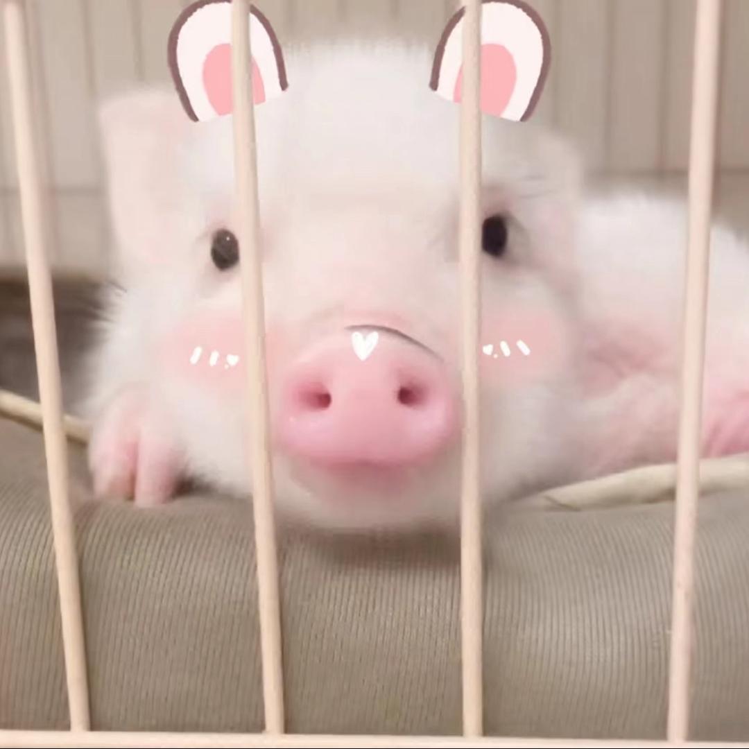 小猪吃不饱･᷄-･᷅.